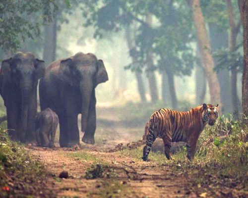 PIC OF ELEPHANTS & TIGER