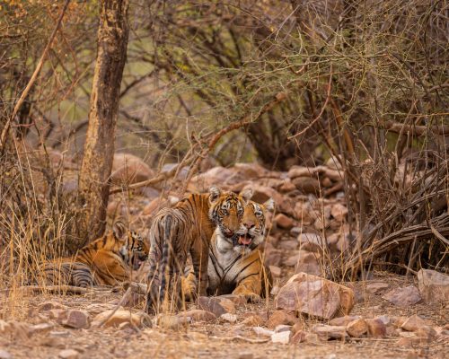 Amazing tiger in the nature habitat. Tiger pose during the golden light time. Wildlife scene with danger animal. Hot summer in India. Dry area with beautiful indian tiger. Panthera tigris.